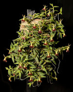 Load image into Gallery viewer, Epidendrum porpax