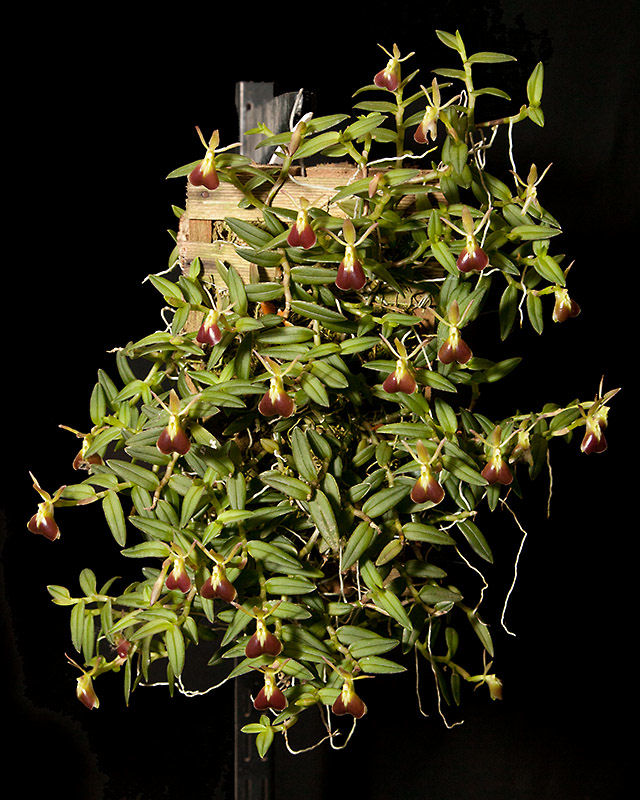 Epidendrum porpax