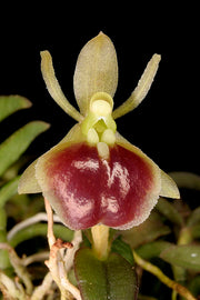 Epidendrum porpax