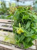 Carica l&#39;immagine nel visualizzatore Galleria, Epidendrum porpax var. alba
