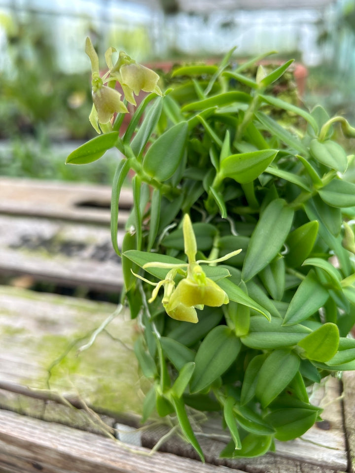 Epidendrum porpax var. alba