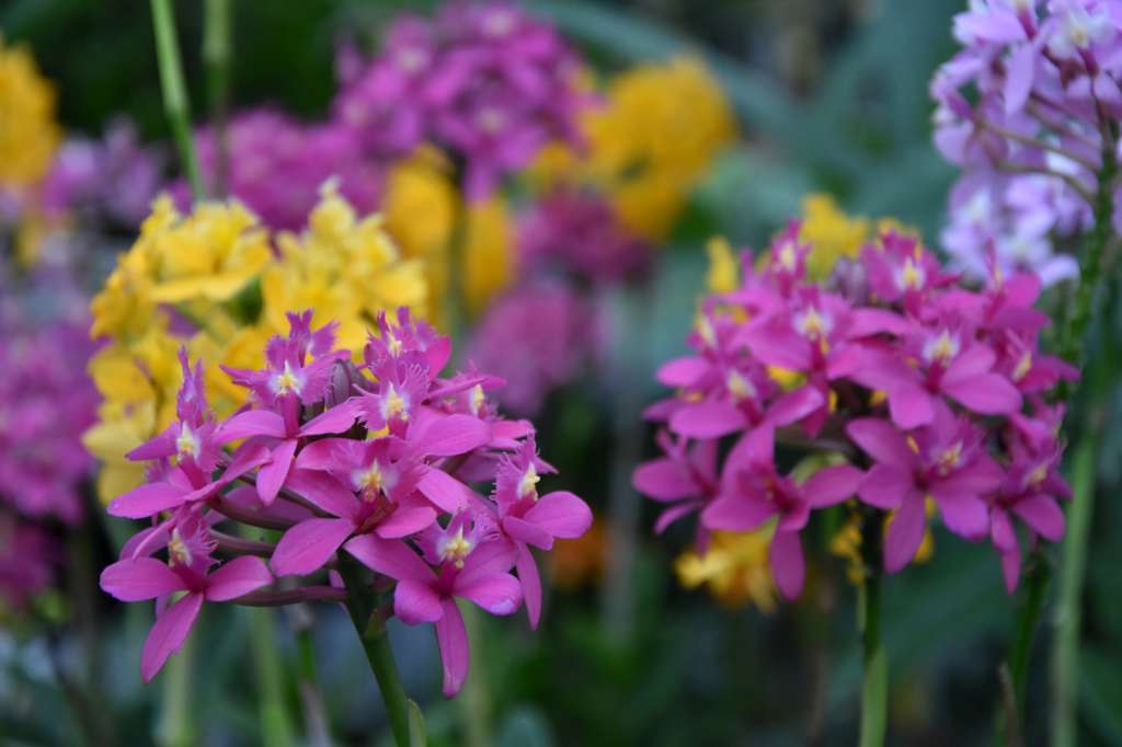 Epidendrum radicans MIX