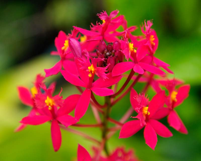 Epidendrum radicans