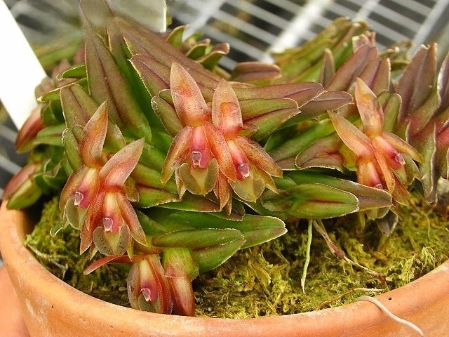 Epidendrum schlechterianum