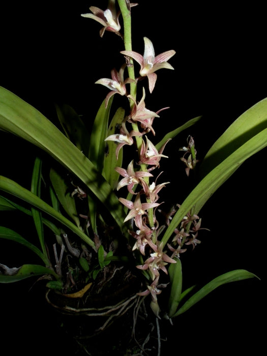 Eria javanica