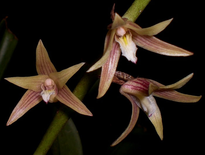 Eria javanica