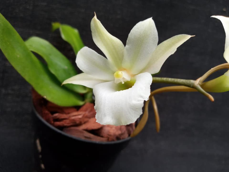 Euryangis Victoria Nile (Eurychone rothschildiana × Aerangis kotschyana)
