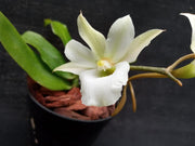 Eurychanis Victoria Nile (Eurychone rothschildiana × Aerangis kotschyana)