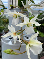 Carica l&#39;immagine nel visualizzatore Galleria, Euryangis Victoria Nile (Eurychone rothschildiana × Aerangis kotschyana)
