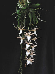 Euryangis Galeankotsch (Eurychone galeandrae x Aerangis kotschyana)