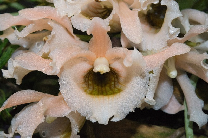 Eurychone galeandrae