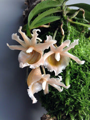 Eurychone galeandrae