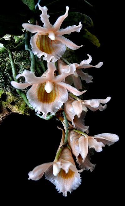 Eurychone galeandrae