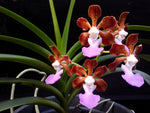 Load image into Gallery viewer, Vanda insignis