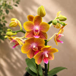 Chargez l'image dans la visionneuse de galerie, Phalaenopsis Fong Tien's Amapearl 'Cone Pearl CL913G'