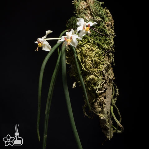 Paraphalaenopsis serpentilingua