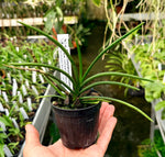 Load image into Gallery viewer, Holcoglossum subulifolium x flavescens