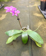 Load image into Gallery viewer, Phalaenopsis speciosa × schilleriana