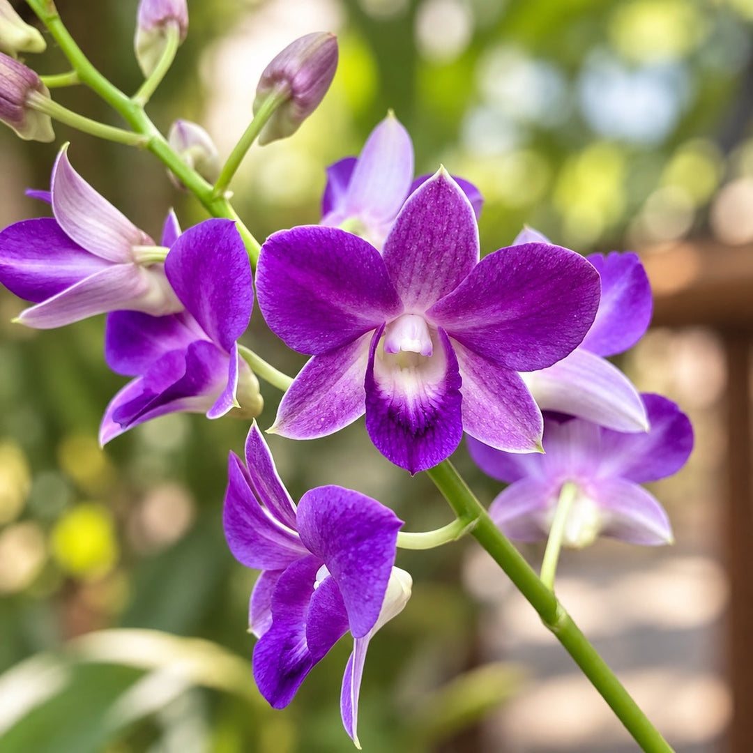 Dendrobium Burana Racha