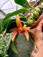 Carica l'immagine nel visualizzatore Galleria, Bulbophyllum Wilbur Chang x sumatranum 'Red'