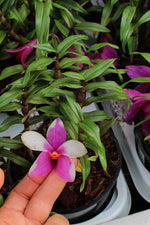 Carica l'immagine nel visualizzatore Galleria, Dendrobium cuthbertsonii x sulawesiense