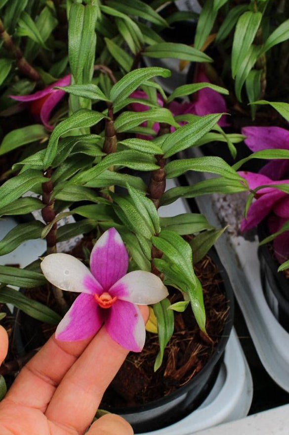 Dendrobium cuthbertsonii x sulawesiense