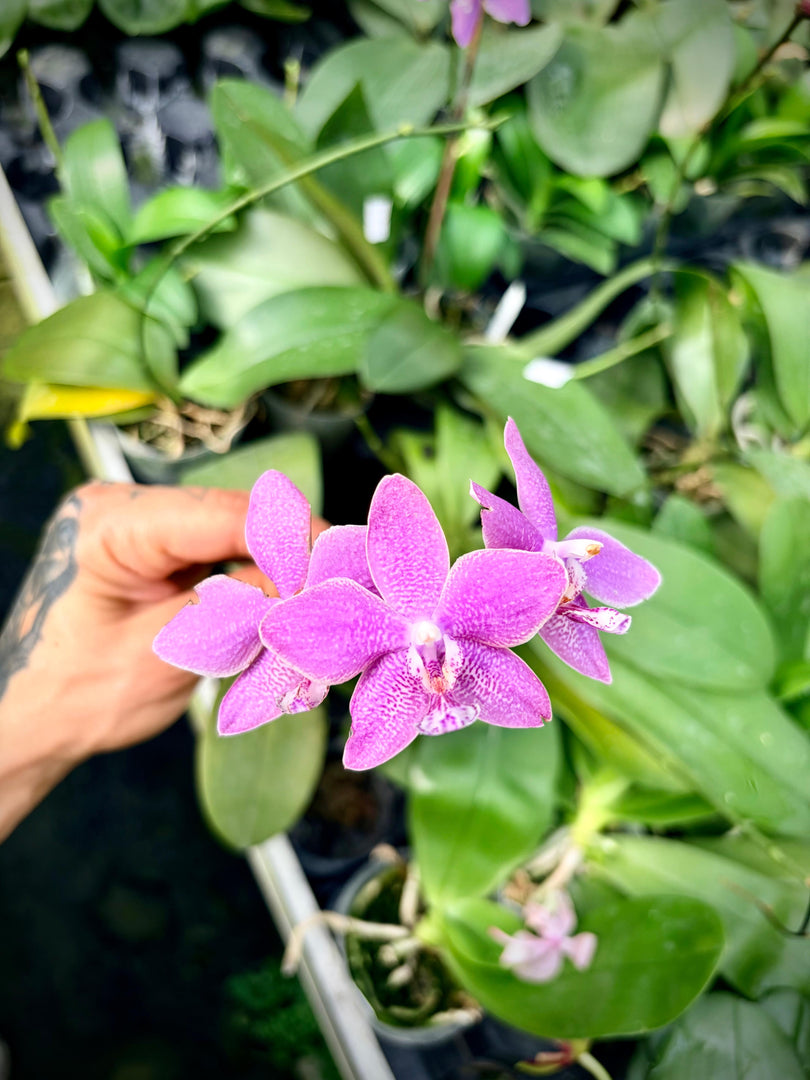 Phalaenopsis speciosa × schilleriana