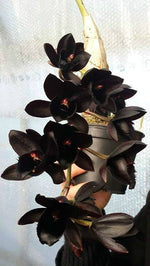 Load image into Gallery viewer, Fredclarkeara After Dark
