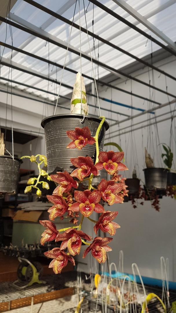 Fredclarkeara After Dark 'Sunset Valley Orchids' FCC/AOS