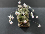 Load image into Gallery viewer, Conchidium extinctorium