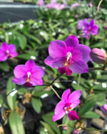 Carica l&#39;immagine nel visualizzatore Galleria, Phalaenopsis Siam Treasure (Phal. lowii x Phal. Pulcherrima)
