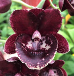 Load image into Gallery viewer, Fredclarkeara After Dark 'Sunset Valley Orchids' FCC/AOS