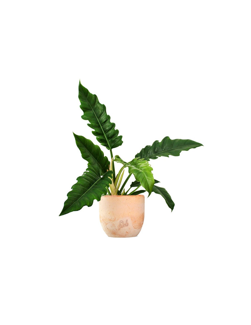 Philodendron 'Narrow Escape'