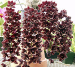 Carica l&#39;immagine nel visualizzatore Galleria, Fredclarkeara After Dark &#39;Sunset Valley Orchids&#39; FCC/AOS 
