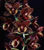 Carica l&#39;immagine nel visualizzatore Galleria, Fredclarkeara After Dark &#39;Sunset Valley Orchids&#39; FCC/AOS 
