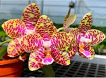 Carica l&#39;immagine nel visualizzatore Galleria, Phalaenopsis Friday Princess &#39;Brother&#39; Mainshow
