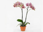 Carica l&#39;immagine nel visualizzatore Galleria, Phalaenopsis Frontera
