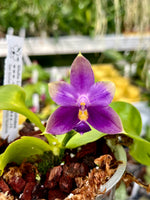 Load image into Gallery viewer, Phalaenopsis Samera x violacea var. indigo blue