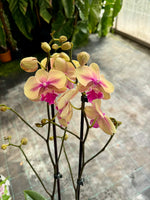 Carica l'immagine nel visualizzatore Galleria, Phalaenopsis Lioulin Smart Lip - Big Lip