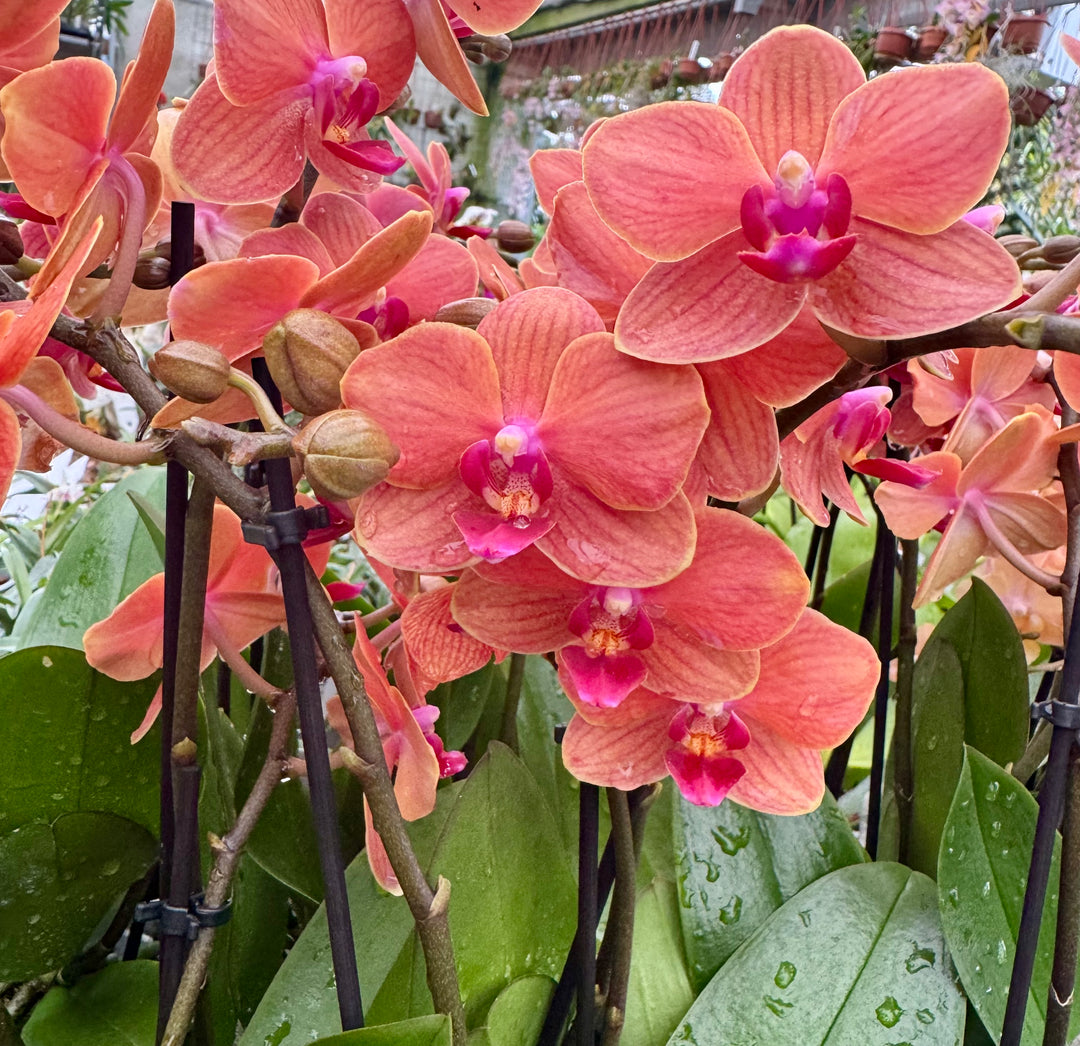 Phalaenopsis Paprika