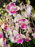 Carica l'immagine nel visualizzatore Galleria, Phalaenopsis Lioulin Smart Lip (2 eyes - Peloric) - Big Lip