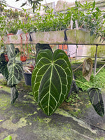 Load image into Gallery viewer, Anthurium crystallinum