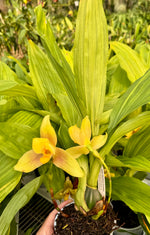 Carica l'immagine nel visualizzatore Galleria, Lycaste groganii (deppei x aromatica)