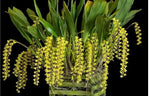 Load image into Gallery viewer, Dendrochilum wenzelii var. dawn (yellow form)
