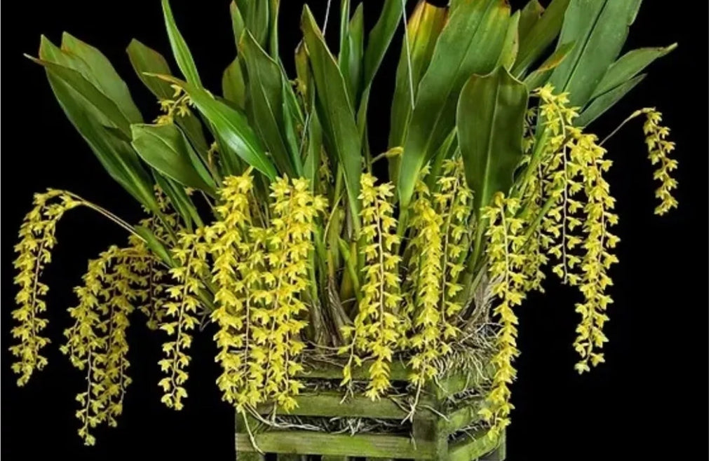 Dendrochilum wenzelii var. dawn (yellow form)