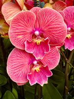 Carica l'immagine nel visualizzatore Galleria, Phalaenopsis Lianher Golden Cheese - Big Lip