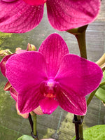 Load image into Gallery viewer, Phalaenopsis Travolta