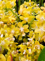 Load image into Gallery viewer, Phalaenopsis KS Balm 'Yellow Chocolate'