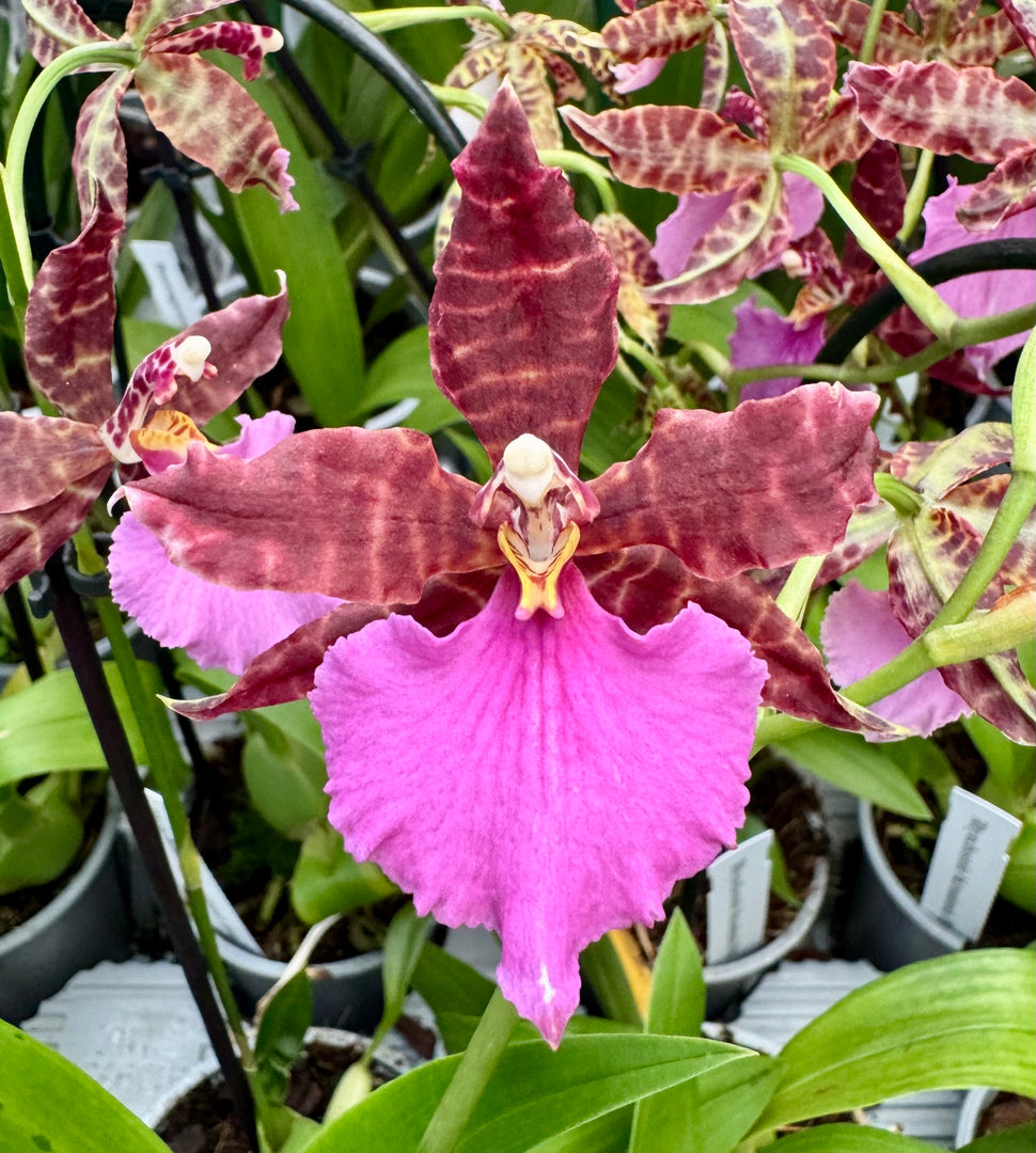 Rhynchostele bictoniensis Hyb.