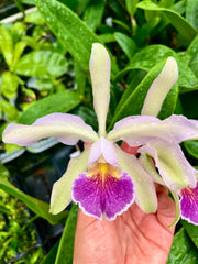 Cattleya quadricolor var. coerulea x C. schilleriana var. coerulea